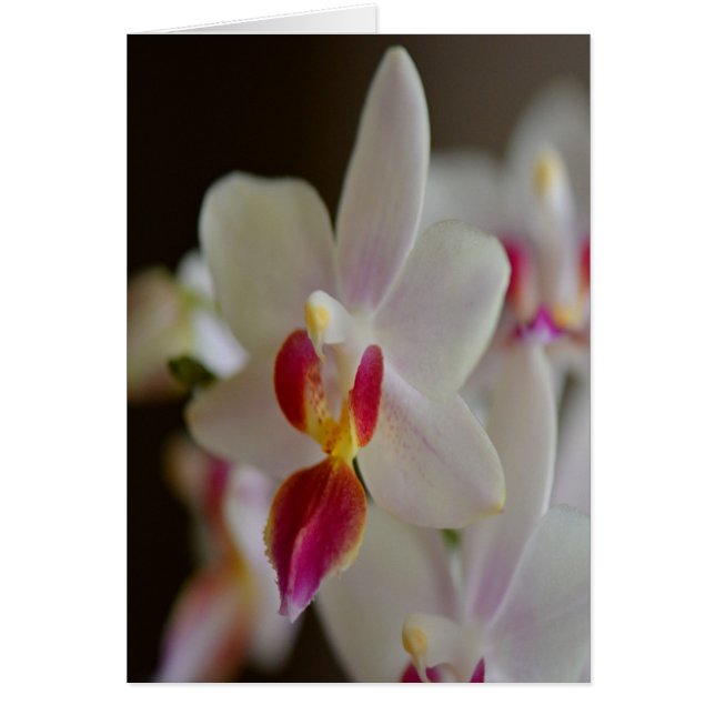 Phalaenopsis Orchid (Vorne)