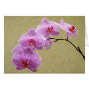 Phalaenopsis Orchid