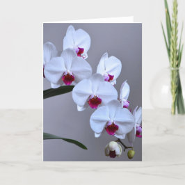 Phalaenopsis Orchid Karte