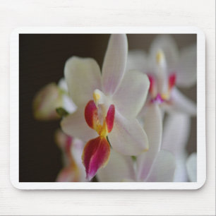 Phalaenopsis Orchid Mousepad