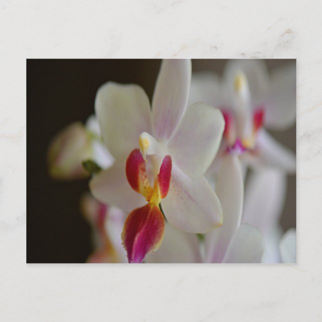 Phalaenopsis Orchid Postkarte (Vorderseite)