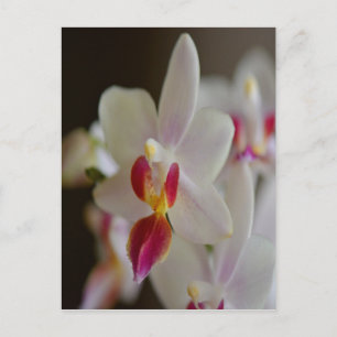 Phalaenopsis Orchid Postkarte