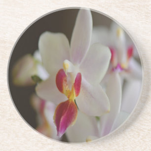 Phalaenopsis Orchid Sandstein Untersetzer