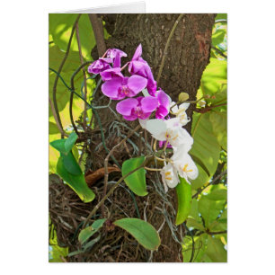 Phalaenopsis-Orchidee