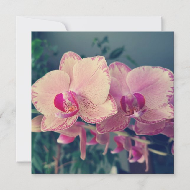 Phalaenopsis polka dot pink Blume floral Einladung (Vorderseite)