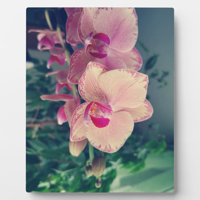 Phalaenopsis polka dot pink Blume floral Fotoplatte (Vorderseite)