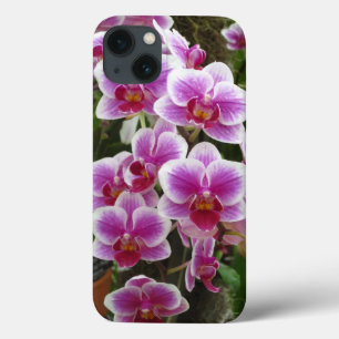 Phalaenopsis rose iPhone 13 Coque