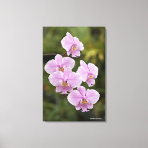Phalaenopsis Schilleriana Leinwanddruck