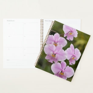 Phalaenopsis Schilleriana Planer