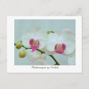 Phalaenopsis sp. Orchid Postkarte