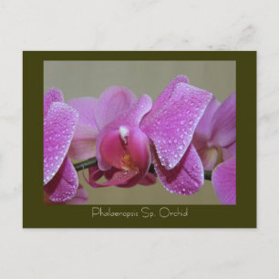 Phalaenopsis Sp. Orchidee Postkarte