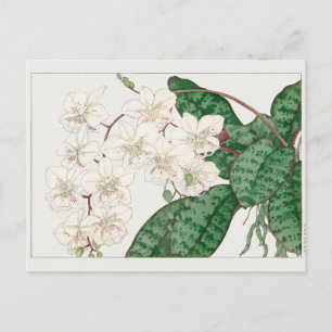 Phalaenopsis von Tanigami Konan Postkarte