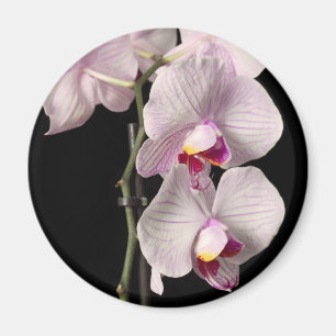 Phalaenopsisorchidee Magnet