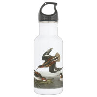 Phalarope mit rotem Hals von Audubon