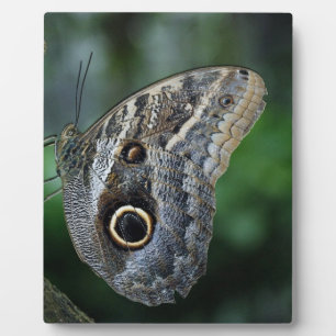 Phantastisch Caligo Eurilochus Butterfly Fotoplatte