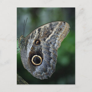 Phantastisch Caligo Eurilochus Butterfly Postkarte