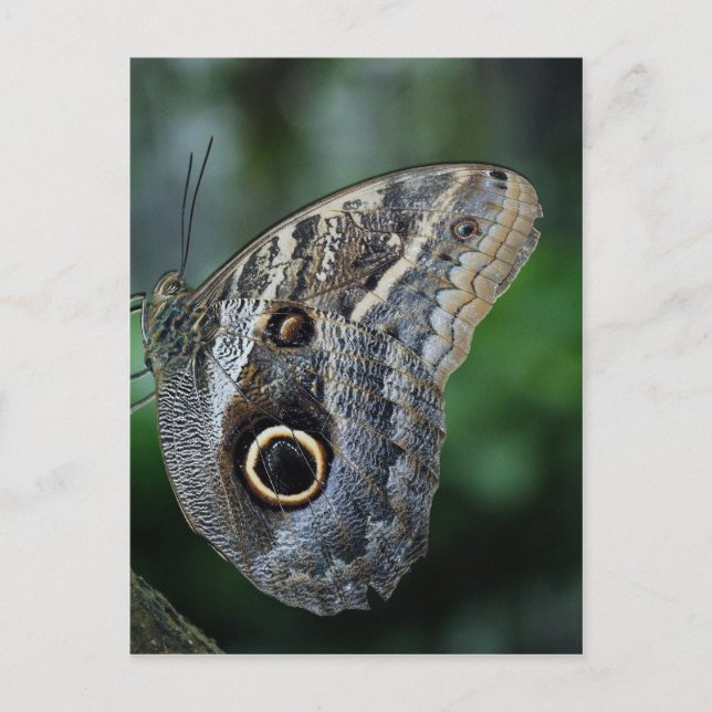 Phantastisch Caligo Eurilochus Butterfly Postkarte (Vorderseite)
