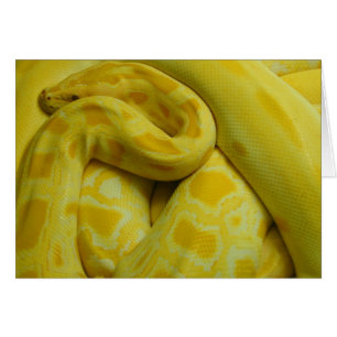 Phantastisch-Gelbe Burmese-Python