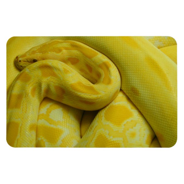 Phantastisch-Gelbe Burmese-Python Magnet (Horizontal)