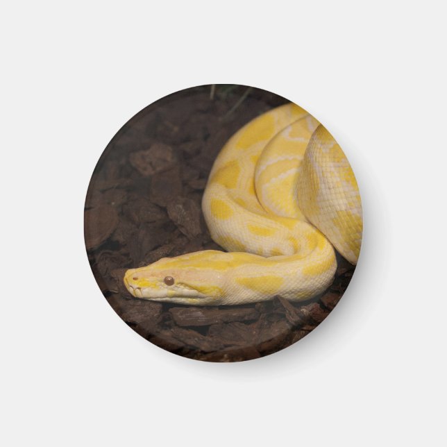 Phantastisch-Gelbe Burmese-Python Magnet (Vorne)
