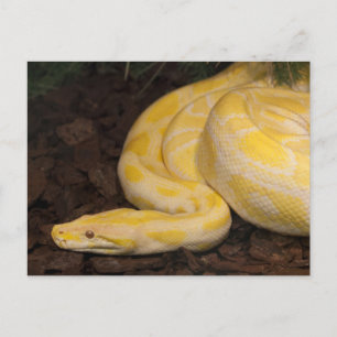 Phantastisch-Gelbe Burmese-Python Postkarte