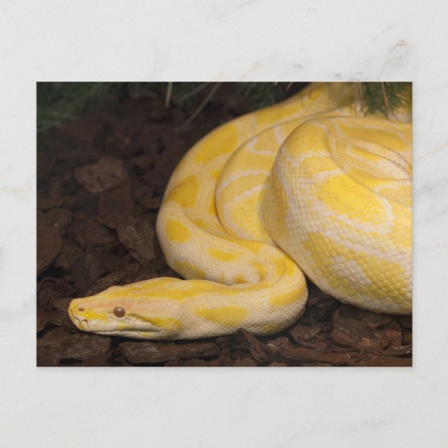 Phantastisch-Gelbe Burmese-Python Postkarte (Vorderseite)
