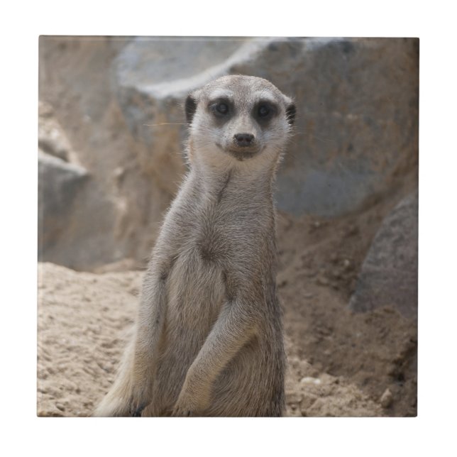 Phantastisch Meerkat Fliese (Vorderseite)