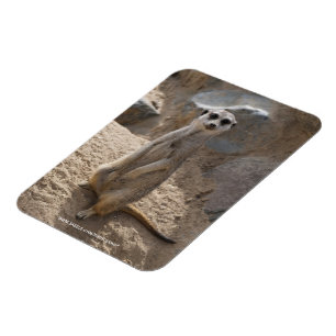 Phantastisch Meerkat Magnet