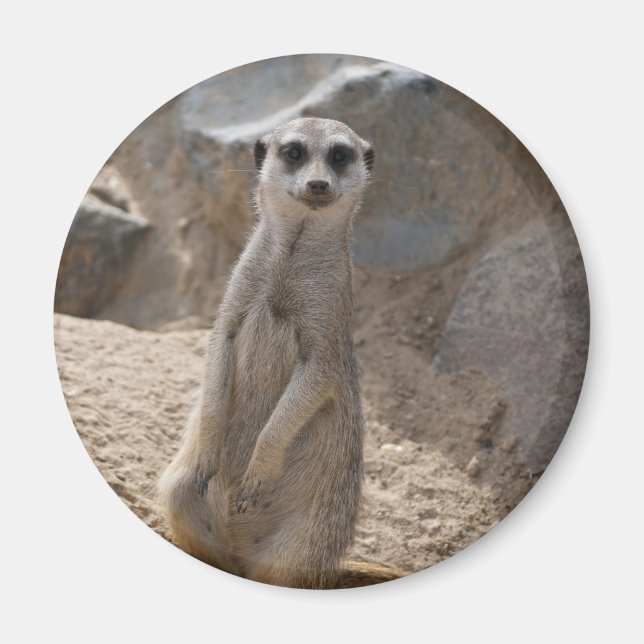 Phantastisch Meerkat Magnet (Vorne)