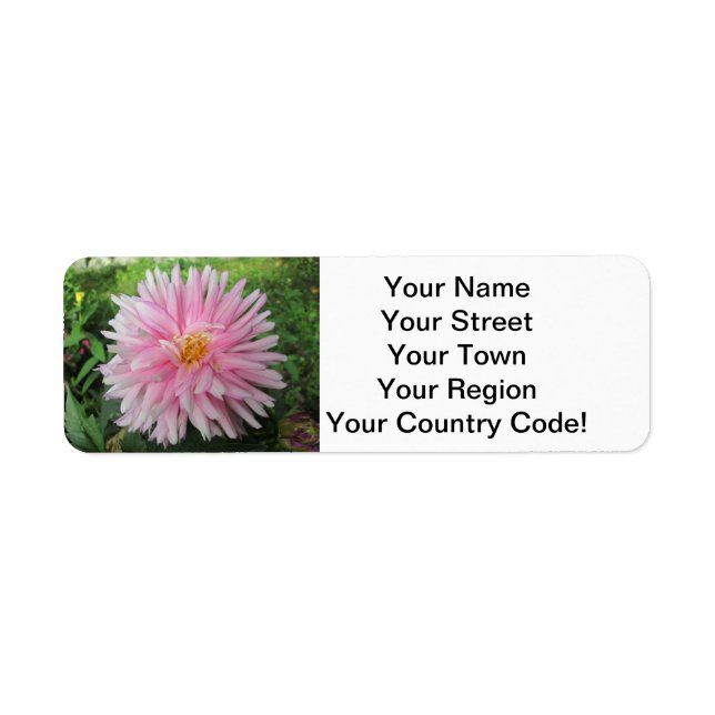 Phantastisch Pink Dahlia Blume (Vorne)