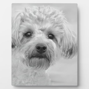 Phantastisch Yorkie Poo in Sepia Tones Fotoplatte