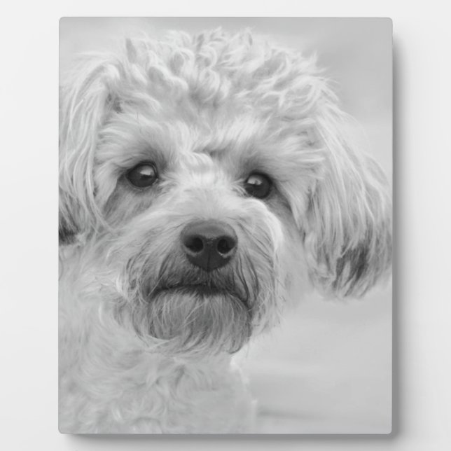 Phantastisch Yorkie Poo in Sepia Tones Fotoplatte (Vorderseite)