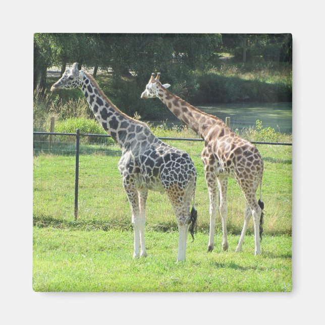 Phantastische Giraffen Magnet (Vorne)