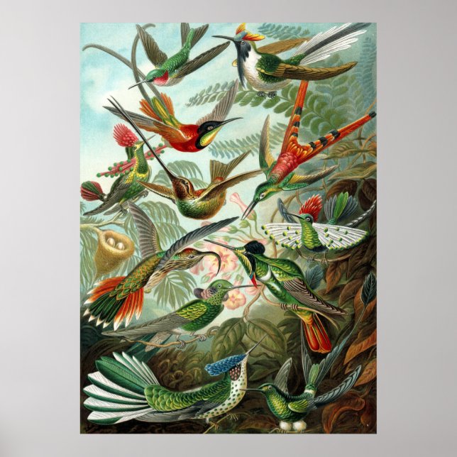 Phantastische Kolibri - Bild von Ernst Haeckel Poster (Vorne)
