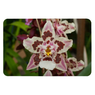 Phantastische mehrfarbige Phalaenopsis Orchid Magnet