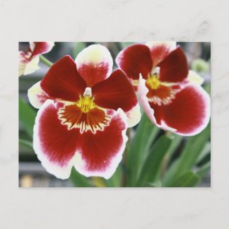 Phantastische Miltonia orchid Postkarte