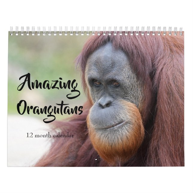 Phantastische Orangutane 2026 Kalender (Titelbild)