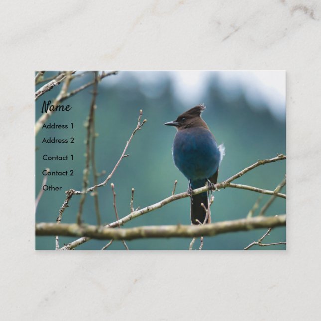 Phantastische Stellar Jay Business Card Visitenkarte (Vorderseite)