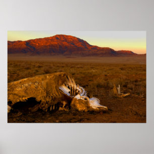 Phantastische tote Kuh bei Sonnenuntergang Poster
