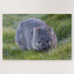 Phantastische Wombat im Grass Australien, 1014 Stü