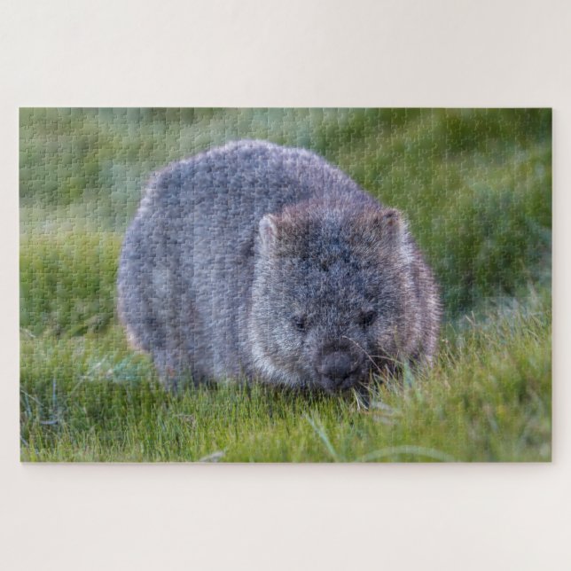 Phantastische Wombat im Grass Australien, 1014 Stü (Horizontal)