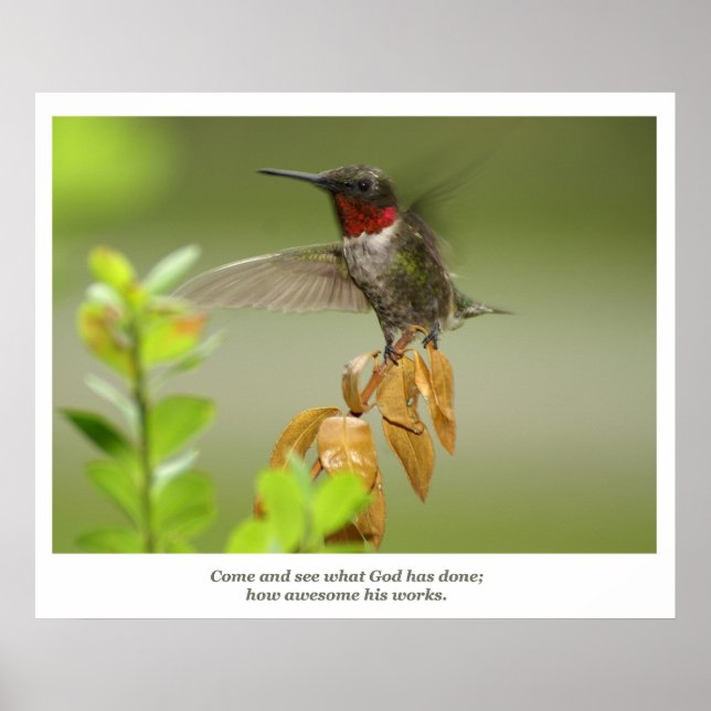 Phantastischer Hummingvogel Poster (Vorne)