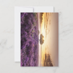 Phantastischer Sonnenaufgang Single und lila Heide RSVP Karte