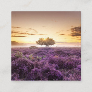 Phantastischer Sonnenaufgang Single und lila Heide Telefonnummerkarte
