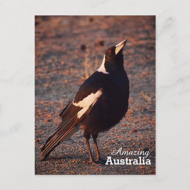 Phantastisches Australien Postkarte (Vorderseite)