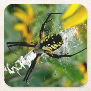 Phantastisches Foto Orb Spider im Web Rechteckiger Pappuntersetzer