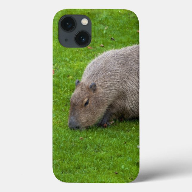 Phantastisches Tier Capybara Case-Mate iPhone Hülle (Rückseite)