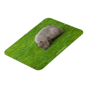 Phantastisches Tier Capybara Magnet