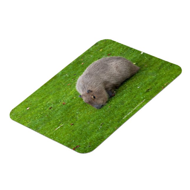 Phantastisches Tier Capybara Magnet (Linke Seite)