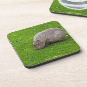 Phantastisches Tier Capybara Untersetzer